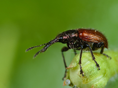 Tatianaerhynchites aequatus