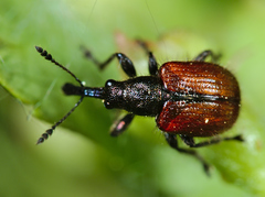 Tatianaerhynchites aequatus