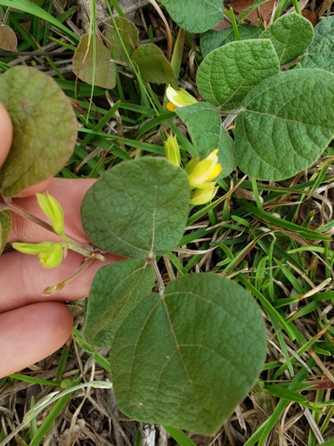 Image of Rhynchosia difformis by (c) Valerie Anderson, some rights reserved (CC BY)