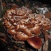 Austropostia brunnea - Photo no rights reserved, uploaded by Eileen Laidlaw