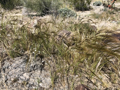 iNaturalist observation photo of cape ricegrass