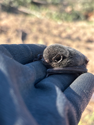 Chalinolobus nigrogriseus, 2024-06-18