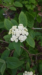 Viburnum rhytidophyllum