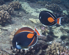 Acanthurus achilles