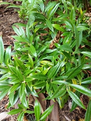 Sarcococca hookeriana