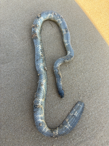 Mosaic Sea Snake