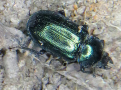 Platycerus caraboides