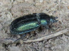 Platycerus caraboides