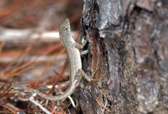 Anolis sagrei