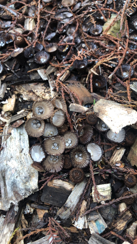 Fluted Bird's Nest Fungus