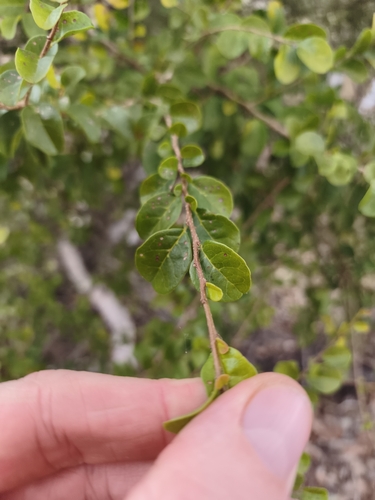 Antidesma parvifolium (Antidesma parvifolium)