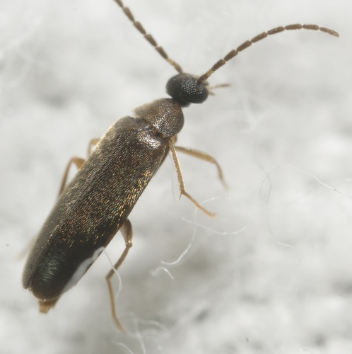 Canifa pallipes