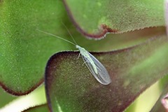 Chrysoperla pudica-group