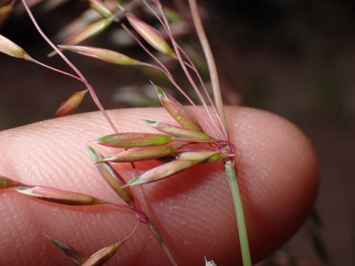 Ehrharta calycina observed 2026-06-07