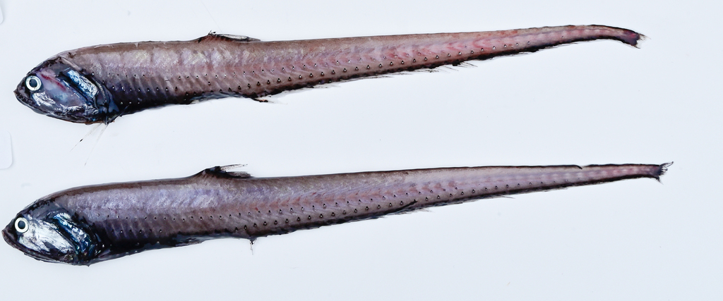 Triplophos hemingi