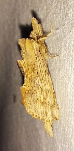 Pale Prominent