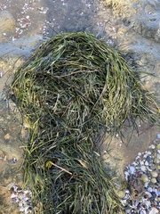 Zostera muelleri