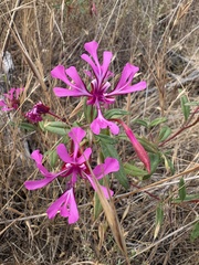 Clarkia concinna