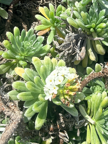 Heliotropium anomalum observed 2026-06-07