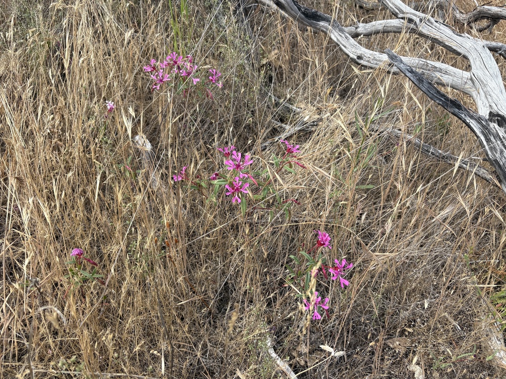 Clarkia concinna; photograph author not stated, no rights reserved