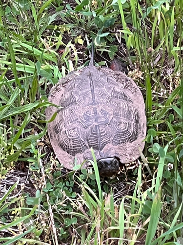 Tortuga de bosque