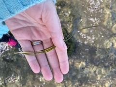 Zostera muelleri