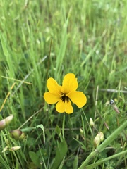 Viola pedunculata