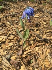 Mertensia oblongifolia