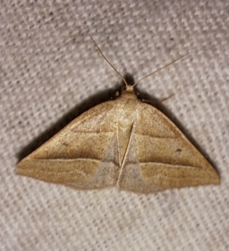 Brown Silver-line