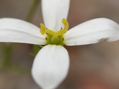Sabatia brevifolia image