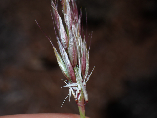 Arrhenatherum elatius, 2026-06-07