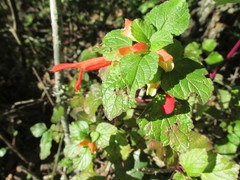 Salvia regla