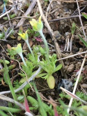 Ceratocephala testiculata