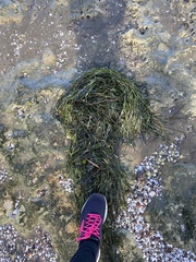 Zostera muelleri
