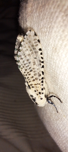 Wood Leopard Moth
