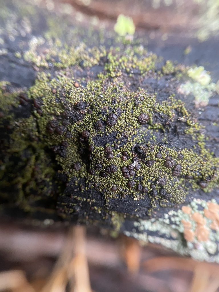 Lecidea holopolia