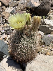 Echinomastus johnsonii lutescens