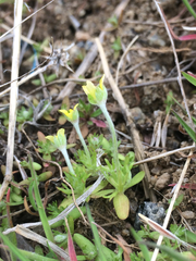 Ceratocephala testiculata