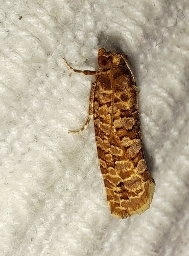 Orange Pine Tortrix