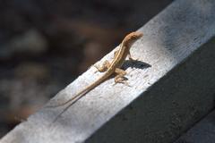 Anolis sagrei