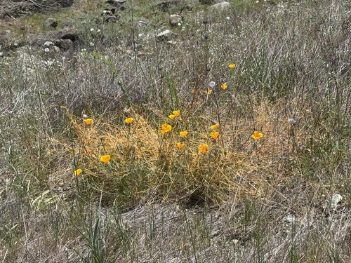 Cuscuta californica, photograph 4