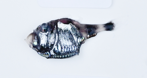 Argyropelecus hemigymnus observed 2021-10-04