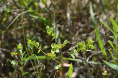 Euphorbia tetrapora