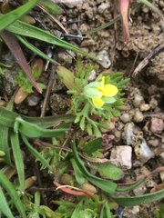 Ceratocephala testiculata