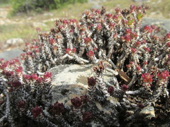 Sedum liebmannianum