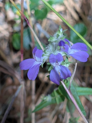 Collinsia concolor, photograph 1