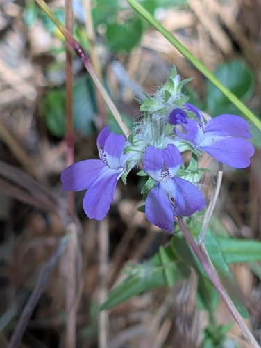 Collinsia concolor, photograph 2