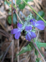 Collinsia concolor, photograph (c) Tom and T Herman, some rights reserved (CC BY)