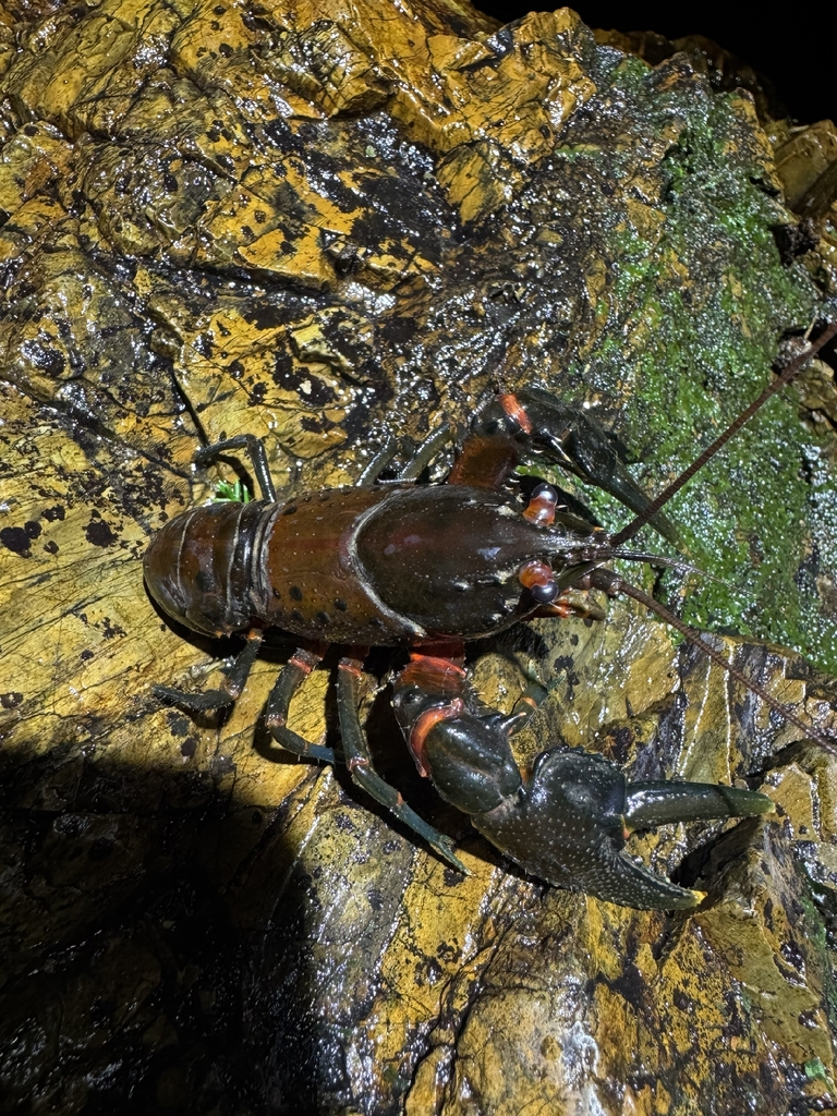Small Spiny Crayfish