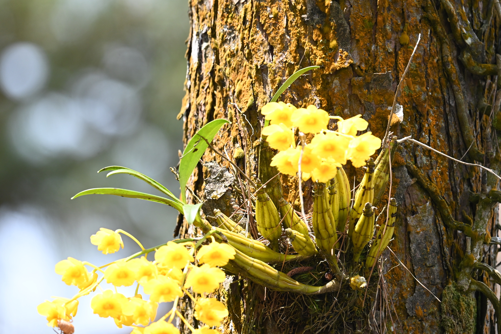 Imagem de Dendrobium-dourado